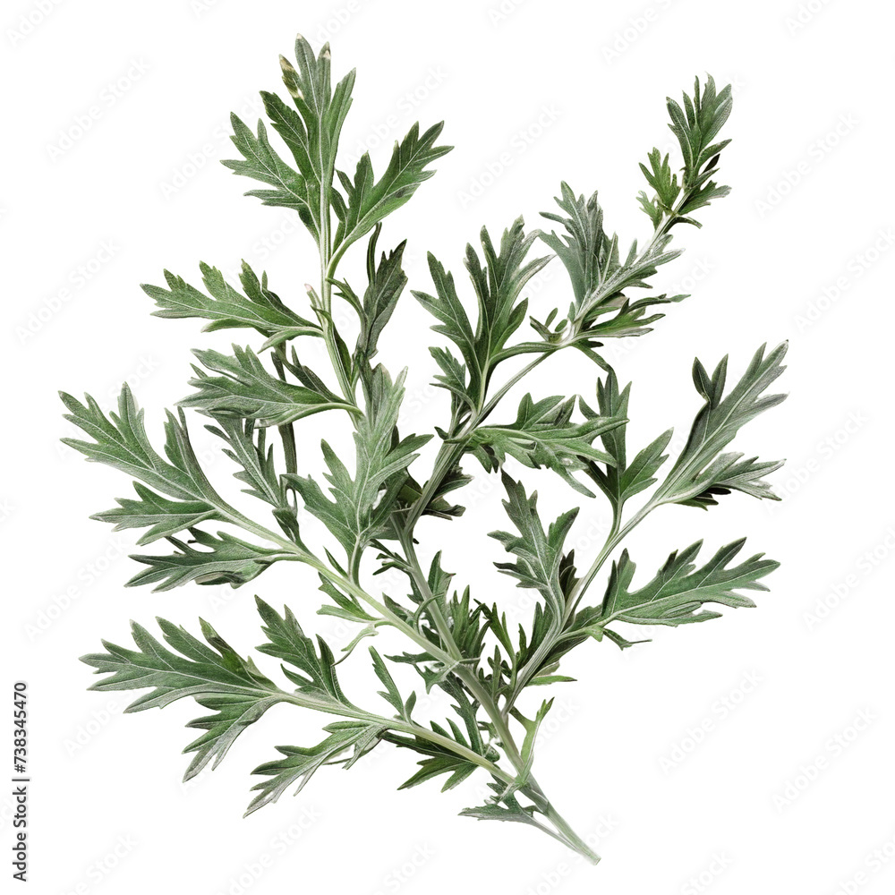 Fototapeta premium Artemisia Wormwood, transparent background, isolated image, generative AI