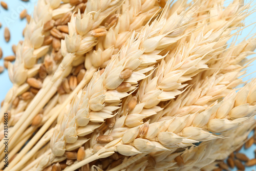 Wheat ears with grains on blue background, closeup