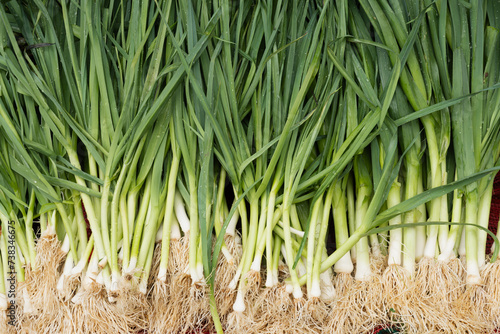 Fresh green onion on market as background. Organic texture. Local food and vegetables. Agriculture.