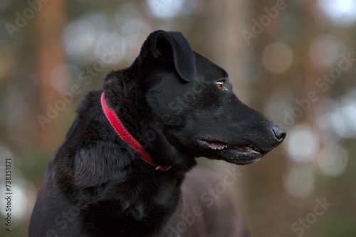 Tapety artystyczne dog