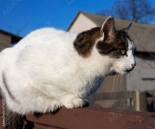 Tapety artystyczne cats