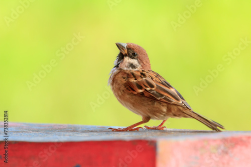 The Eurasian tree sparrow (Passer montanus) animal closeup. Burung gereja eurasia