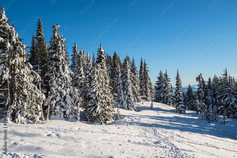 Winter Wonderland: Snow-covered Douglas Fir Forest in 4K Ultra HD Winter Wonderland: Snow-covered Douglas Fir Forest in 4K Ultra HD