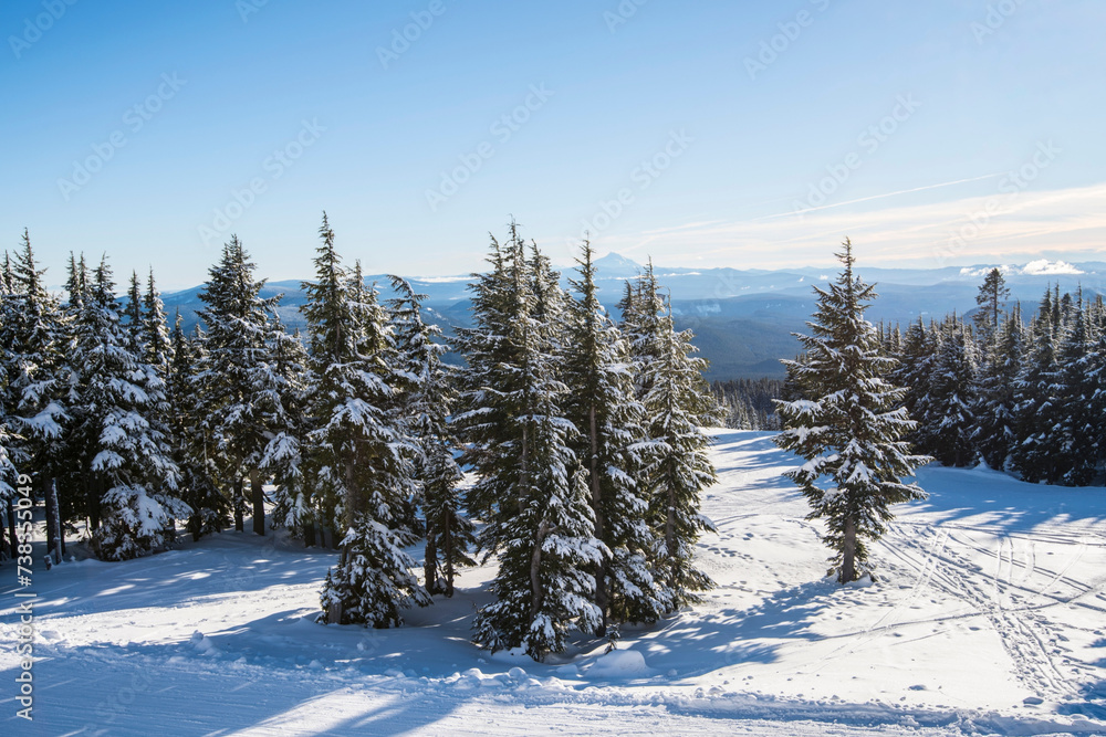 Winter Wonderland: Snow-covered Douglas Fir Forest in 4K Ultra HD