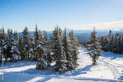 Winter Wonderland: Snow-covered Douglas Fir Forest in 4K Ultra HD © Only 4K Ultra HD