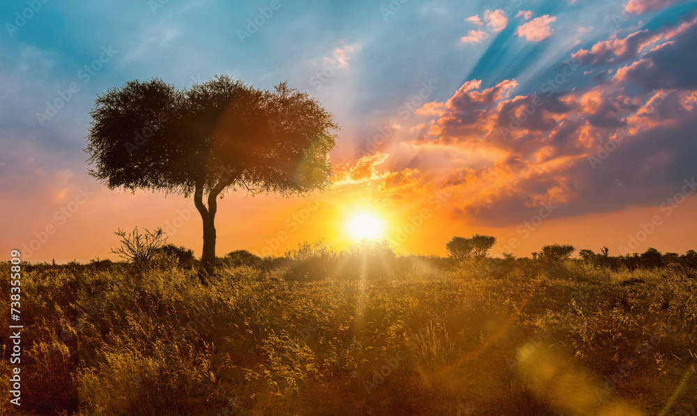 Naklejka premium single acacia tree in the savannah at sunset, solitude in the wild, dry grass in the foreground