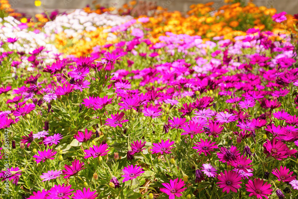 Colorful spring garden
