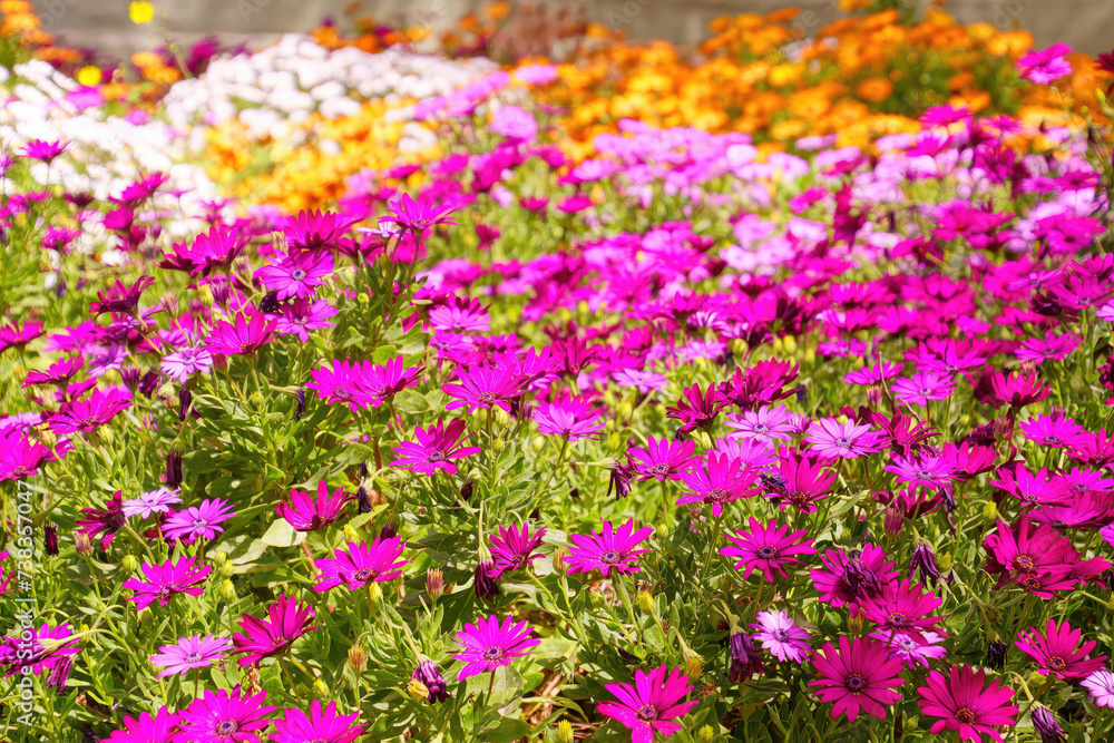 Colorful spring garden Colorful spring garden