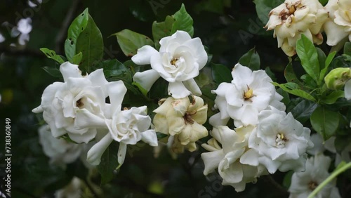 Gardenia jasminoides (gardenia, cape jasmine, Kacapiring wangi, cepiring, jempiring). Gardenia flowers can be eaten raw, pickled, or preserved in honey photo