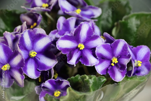 A variety of violet flowers.