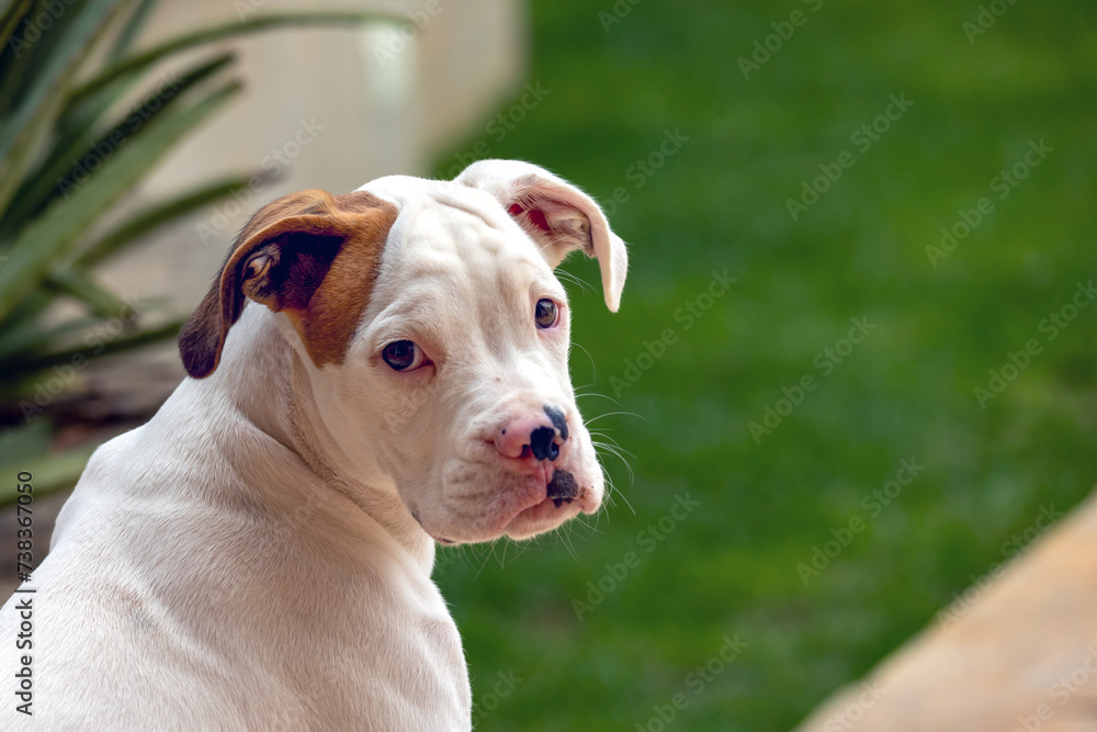 The White Boxer dog while sunbathing on the garden. Animal world. pet lover. Animals defender. dog lover. Senior pet. The White Boxer dog while sunbathing on the garden. Animal world. pet lover. Animals defender. dog lover. Senior pet.