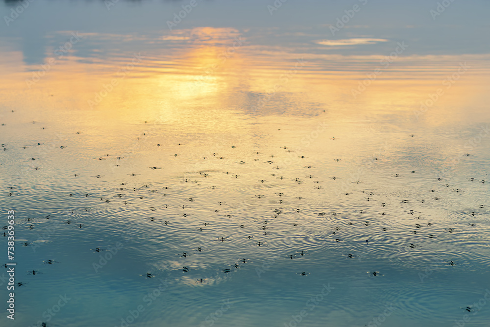 Water skaters at lake shore at sunset Water striders Pond skaters Water skaters at lake shore at sunset Water striders Pond skaters