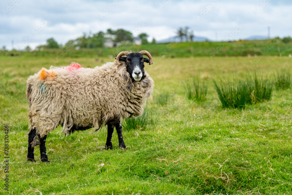 Fototapeta premium Sheep marked with colorful dye grazing in green pastures. Adult sheep and baby lambs feeding in green meadows of Ireland.