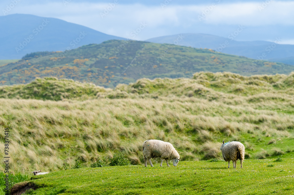 Fototapeta premium Sheep marked with colorful dye grazing in green pastures. Adult sheep and baby lambs feeding in green meadows of Ireland.
