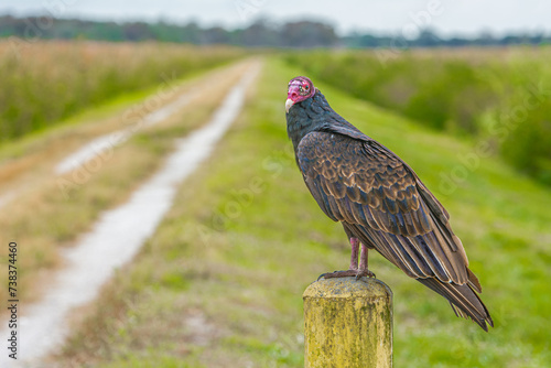 A vulture is sitting near the road
