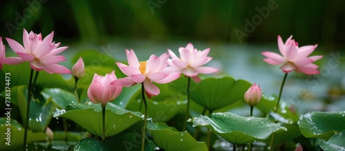 Heaven Lotus, scientifically named gustavia gracillima, is now classified as 'Vulnerable' on the IUCN Red List due to declining population. photo