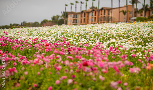 Californias Flower Fields