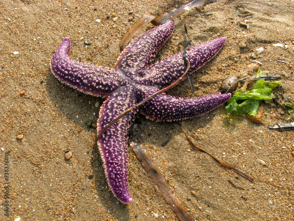 Starfish after cyclone was on seashore. High angle shot. Live starfish was brought ashore by cyclone