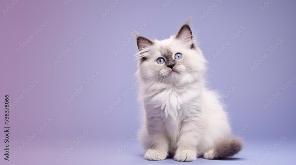 Ragdoll cat on a one color background, copy space, realistic - generative ai