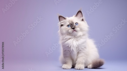 Ragdoll cat on a one color background, copy space, realistic - generative ai