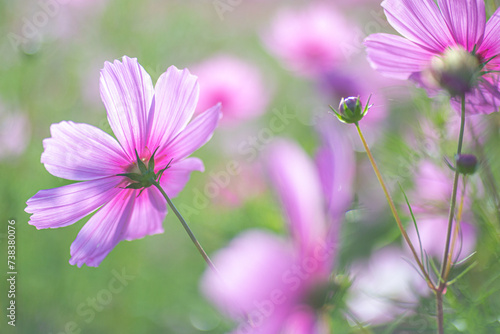 秋桜