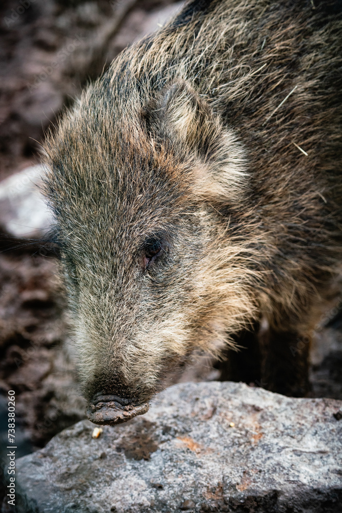 wild boar in mud, forest, germany wild boar in mud, forest, germany