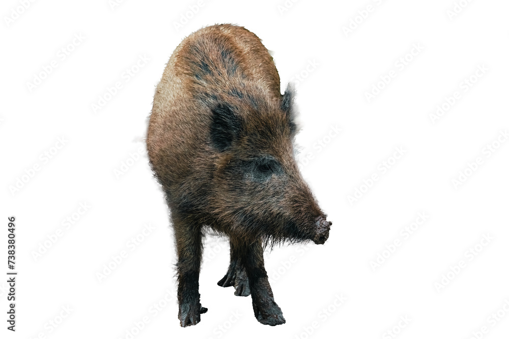Wild boar on transparent background, sticker, png Wild boar on transparent background, sticker, png