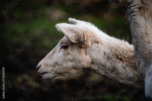 deer, sheep, wild anmimal, mufflin photo