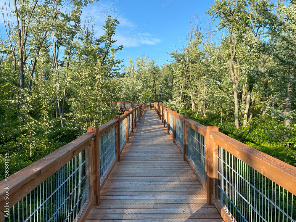 Wooden bridge in the forest. Elevated walkway in a wetland. Boardwalk in a nature park overlooking a marshland.
