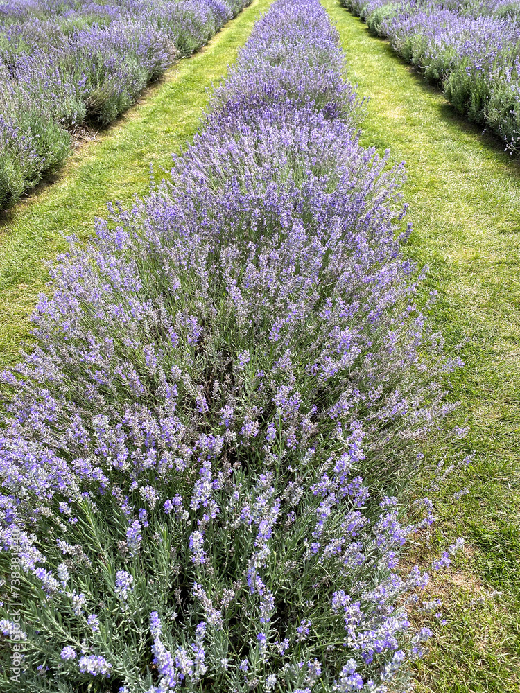 Lavender field in region. Wild lavender bunches in rows in a garden. Violet flowers on a bush.