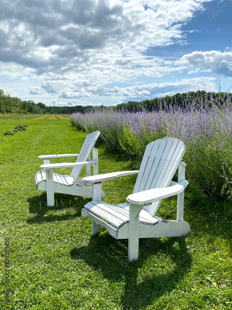 Adirondack chairs in a lavender field. White wooden chairs on the grass. Adirondack chairs in a lavender field. White wooden chairs on the grass.