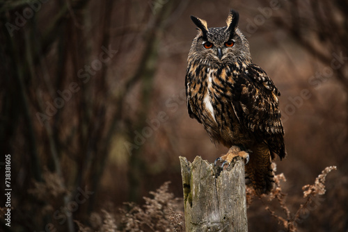 Eurasian Eagle-Owl portrait