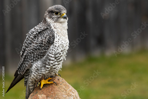 A gryfalcon posed on a rock.