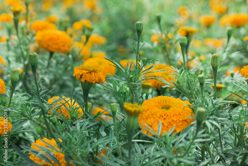 View of Marigold flowers or tagetes marigolds or ganda on the garden photo