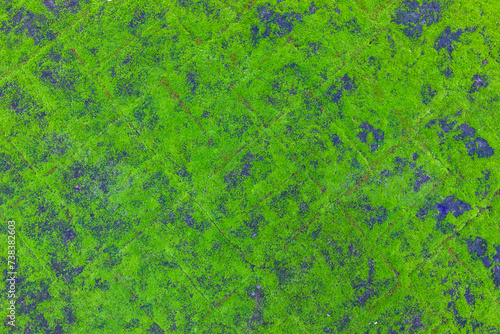 Fresh green mossy growth on paving blocks, top view © Renhue