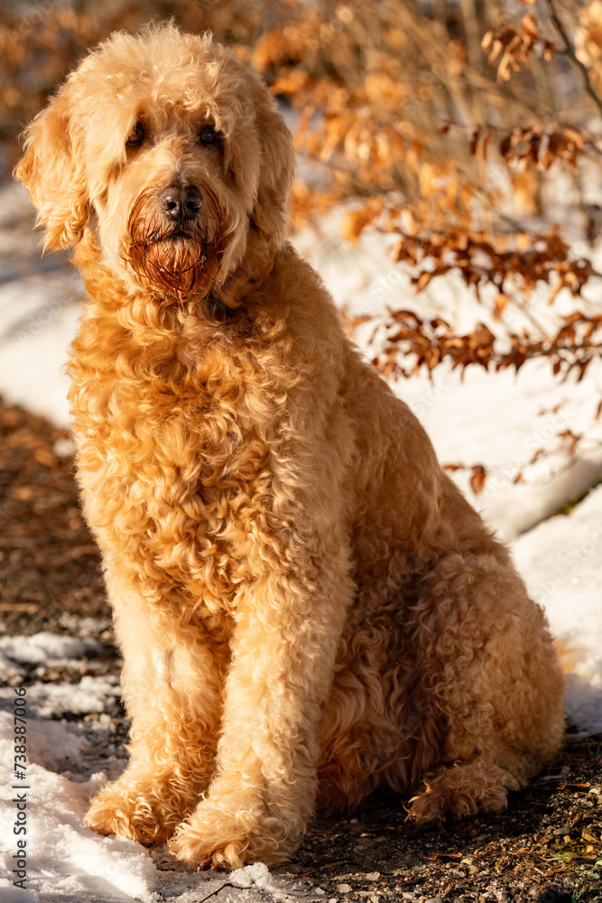 Labradoodle in winter landscape, cute dog