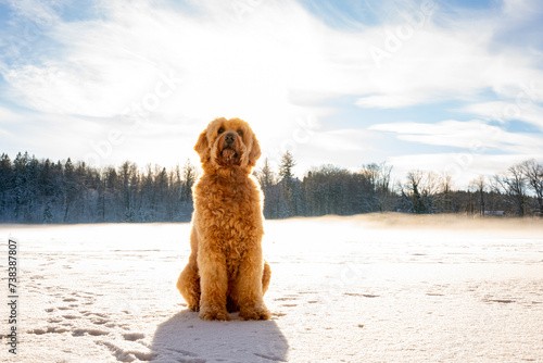 Labradoodle in winter landscape, cute dog