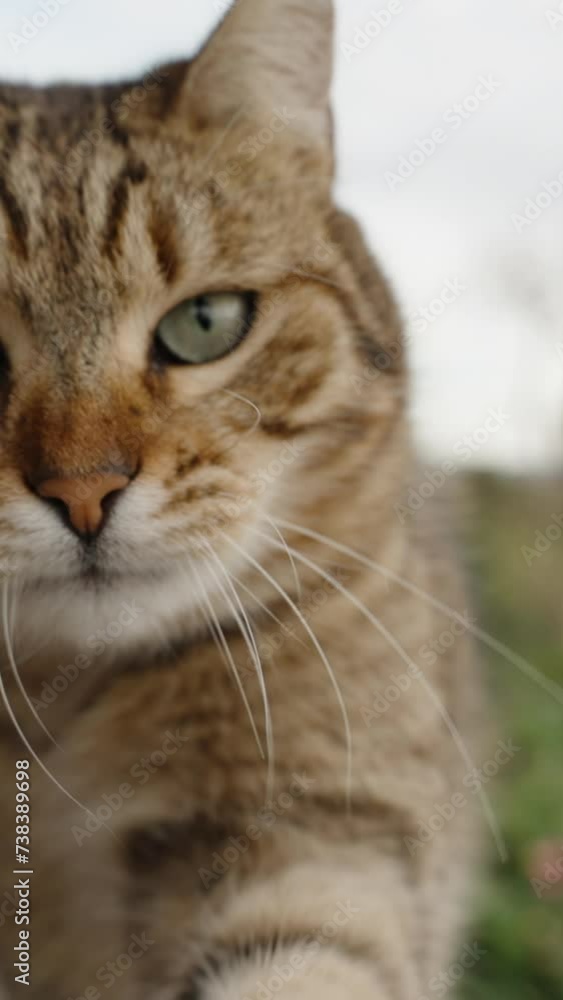 Vertical video. Street Cat Tries to Catch Up with Me and Swipe with Its Paw, It Walks Behind the Camera, Staring Directly into the Eyes. Slow-Motion. Something Doesn't Please Him. Vertical video. Street Cat Tries to Catch Up with Me and Swipe with Its Paw, It Walks Behind the Camera, Staring Directly into the Eyes. Slow-Motion. Something Doesn't Please Him.