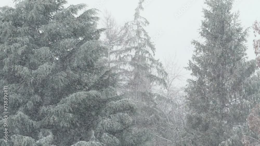 snowfall with a fir in background: snow blazer, winter time, forest snowfall with a fir in background: snow blazer, winter time, forest