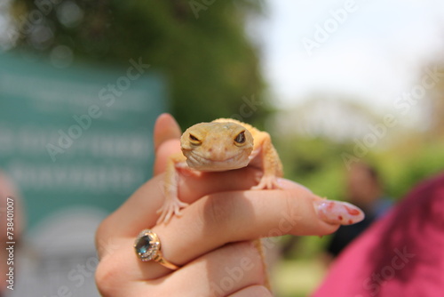 gecko on a hand