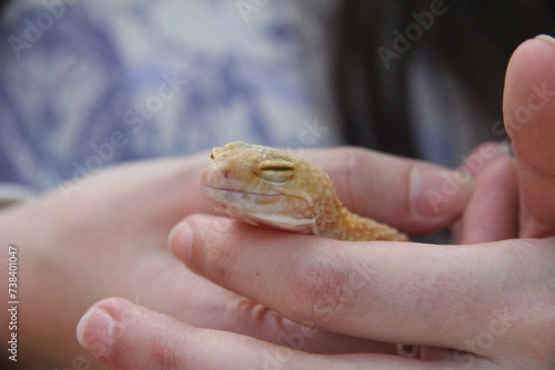 lizard on hand