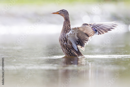 Ente