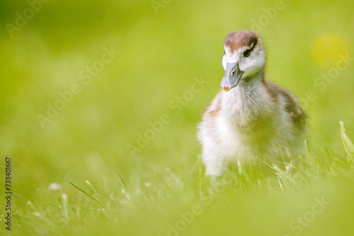 Nilgans