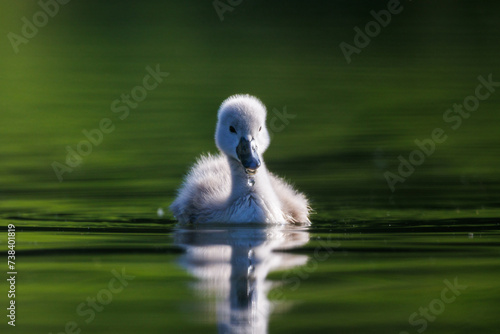Schwan