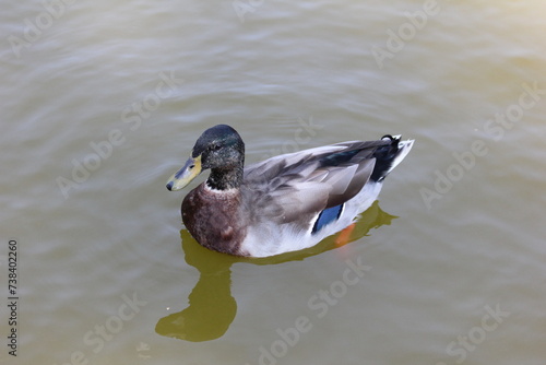 duck in the water