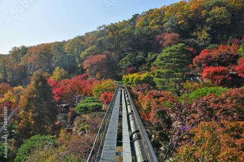 Hwadam Forest Botanic Garden small shuttle train car metal railway to Red Orange maple leaves trees in deep forest with beautiful colourful Autumn foliage trees scenery.