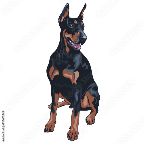 Vector black dog Doberman Pinscher breed sitting