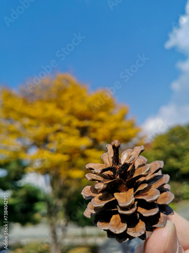 Pine cone with the background of fall maple leaves foliage in orange and green colour in early Autumn in Seoul, South Korea
