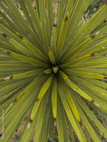 Looking directly at the node of a Joshua Tree, the needle-shaped leaves emanate out in a concentric, geometric pattern. The emanating needles fill the entire frame, showing the beauty of nature.