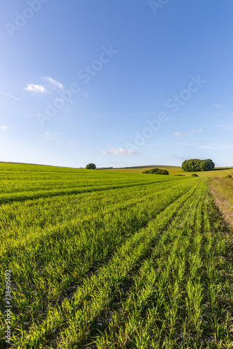 Crops growing in the South Downs with a blue sky overhead